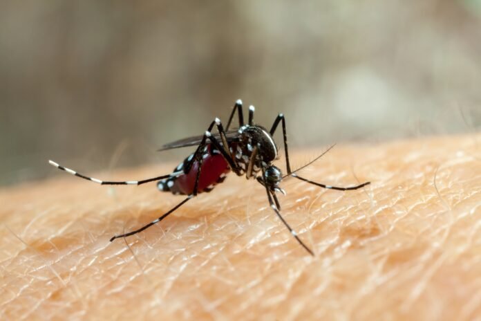 dengue-zika-chikungunya-fever-mosquito-aedes-aegypti-bitting-human-skin-drinking-blood-min